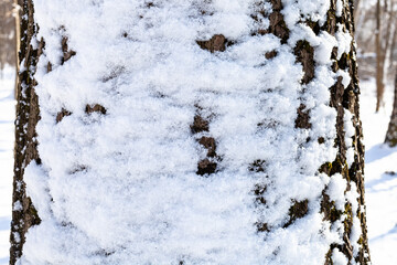 Canvas Print - snow-covered oak trunk close-up in forest after last snowfall in spring evening