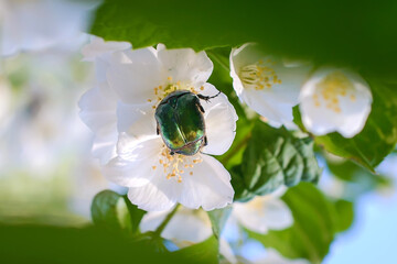 Canvas Print - Green may bug on the flowers of jasmine