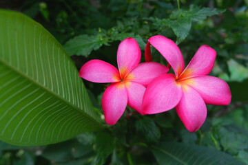 
Pink plumeria flowers bloom after rain.