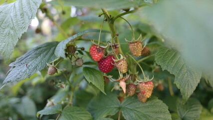 wild strawberry on a bush