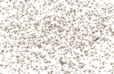 Wall Mural - Migratory locust swarm. Locusta migratoria. Acrididae. Oedipodinae. Agriculture and pest control. Isolated on a white background 