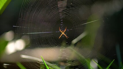 A spider is siting in the center of a round web slightly shaking in the wind.