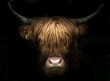 Portrait of a scottish highland cow (Bos Taurus)