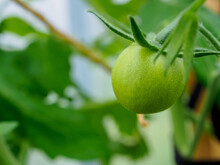The First Small Green Tomato Fruits On The Branches. Cultivation Of Organic Vegetables In The Home Garden. Copy Space.