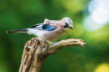 Wall Mural - Eurasian jay bird (Garrulus glandarius) perched on a branch, Summer colors