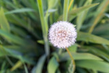 Fototapeta Dmuchawce - white dandelion top view selective focus
