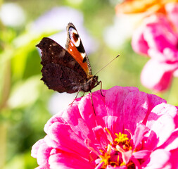 Sticker - Close up Butterfly on flower