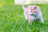 Fototapeta Koty - Ginger little kitten close-up on a green grass blurry background in a colorful backyard. Funny domestic animals.