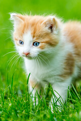  Ginger little kitten close-up on a green grass blurry background in a colorful backyard. Funny domestic animals.