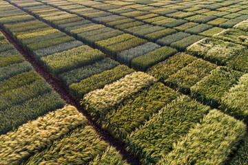 Canvas Print - Different sorts of cereals on test plots