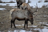 Fototapeta  - moose in the snow