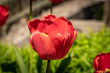 Fototapeta Tulipany - May tulips are blooming in the flower beds in the courtyards of Kronstadt.