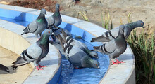 A Flock Of Pigeons Drinking Water To Get Relief From Hot Weather