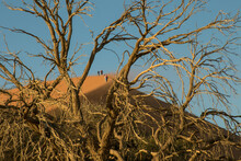 View Of Climbers On Sand Dune Through A Dead Tree
