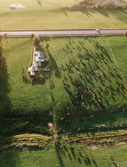 Aerial view of a meadow with cows