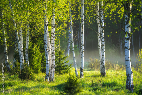 Fotografía Spring in the birch grove