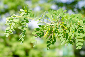 Wall Mural - young sprout on a green tree branch