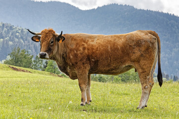 Sticker - Vache de race Aubrac