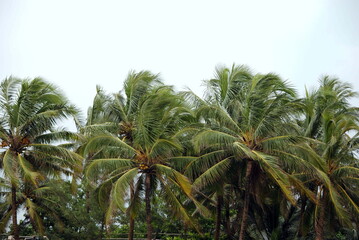 palm tree on blue sky background