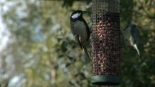 Great Tit Bird On A Feeder In English Garden UK
