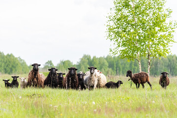 Lambs and sheep green grass