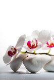Fototapeta Kamienie - beauty in detail, white orchid
