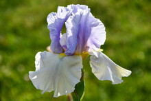 Lavender, White And Yellow Bearded Iris In A Garden