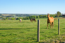 A Herd Of Horses Graze In A Pasture Near Sundre, Alberta, Canada