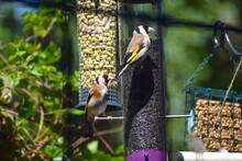Pair Of Goldfinches Perching On A Niger Seed Bird Feeder In London Patio Garden Favourite Among UK Birdwatchers Red Faced Finch With Conical Bill Black Yellow Striped Wings Brown Back White Underparts