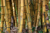 Fototapeta Dziecięca - Bamboos in the forest