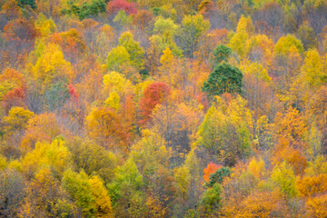 Pastel background rendering of fall trees