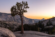 A tree growing from the rock at Olmsted Viewpoint in Yosemite National Park