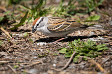 Chipping Sparrow Feeding On The Ground