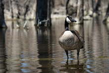 Canada Goose Standing And On Alert In Shallow Water