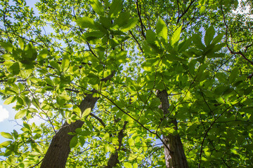 the sweet chestnut (castanea sativa) tree seen upwards
