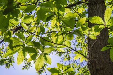 The Sweet chestnut (Castanea sativa) tree seen upwards