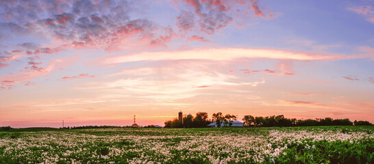 Panorama of sunset on a dandelion field