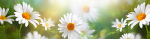 Beautiful Chamomile Flowers In Meadow. Spring Or Summer Nature Scene With Blooming Daisy In Sun Flares.