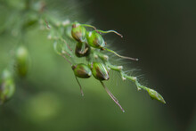 Macro Shots Close-up The Tip Of Grass Flower Seeds