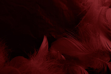 Wall Mural - Beautiful abstract white and red feathers on black background and soft white feather texture on red pattern and red background, pink feather background, white banners