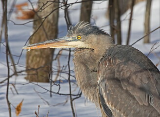 Wall Mural - great blue heron