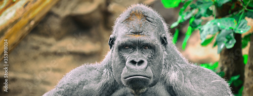 Gorilla silverback ape sad funny face banner panoramic background. Alpha male strong gorilla looking at camera.