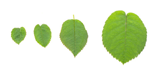 Wall Mural - Green rose leaves set on a white background, isolated.