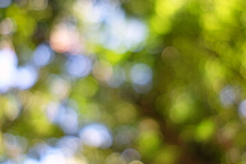 Wall Mural - abstract colorful bokeh in the park background.
