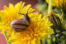 Little Snail Crawls On Yellow Dandelion Flower