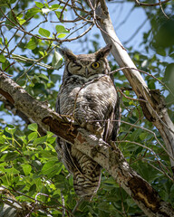 great horned owl asleep with one eye open