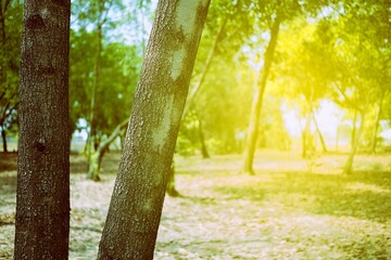 Wall Mural - close up tree trunk in the park with beautiful light leaks background.