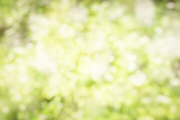 Wall Mural - blurred nature green bokeh background.