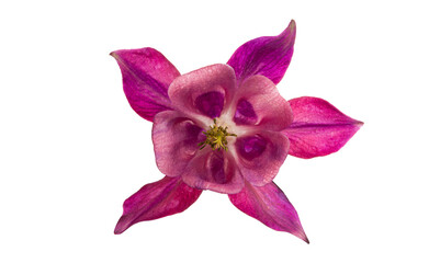 Wall Mural - aquilegia flower isolated