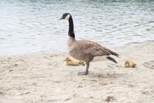 Canada Goose With Goslings At The Beach